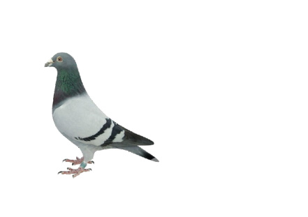 Photo pigeon.jpg